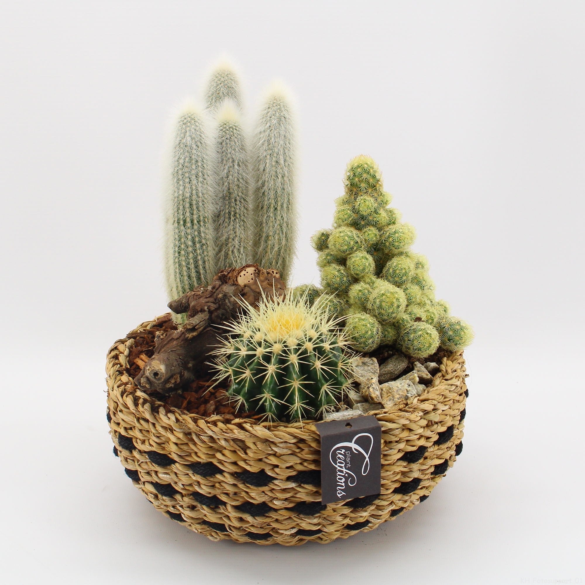 CTCR-2616 Cactus Essentials, D 26