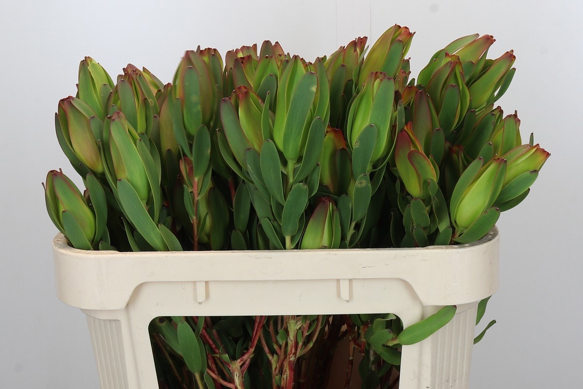 Леукадендрон Лаурел Еллоу 70, шт.