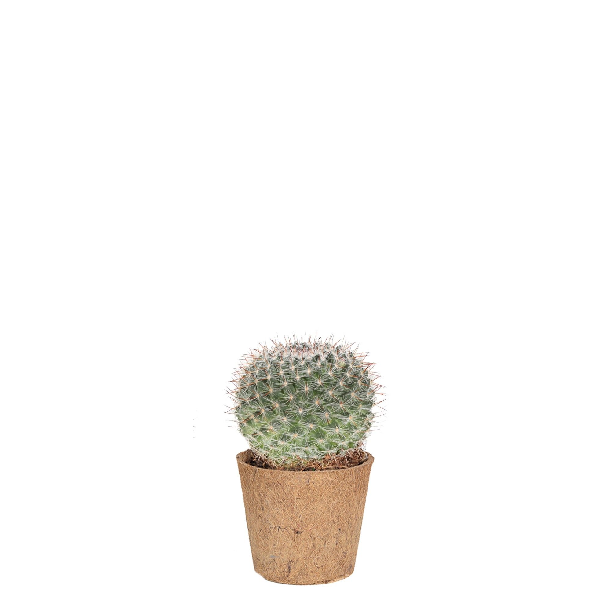 Cactus Mammillaria, - COCOZ, D 6