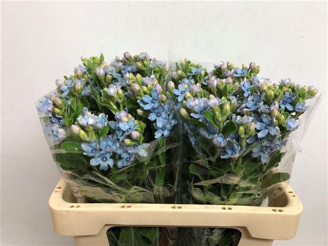 Оксипеталум Таниока Пьюр Блю 55 (голуб.), шт.