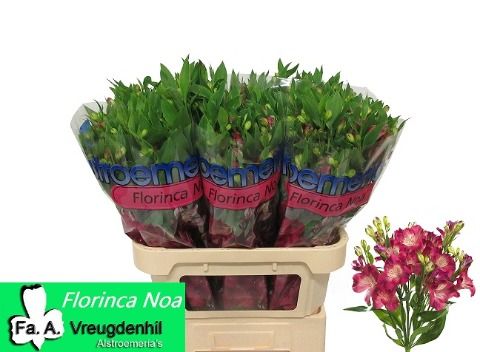 Альстромерия Ноа, шт.