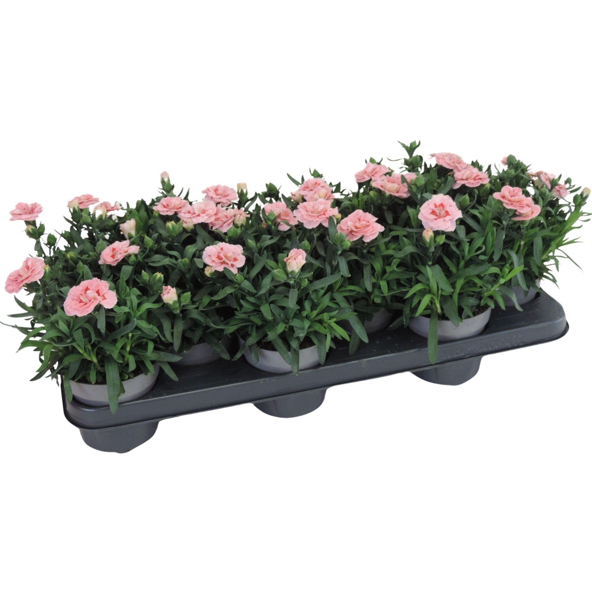 Dianthus Oscar Pink Star 10.5 cm, D 10,5