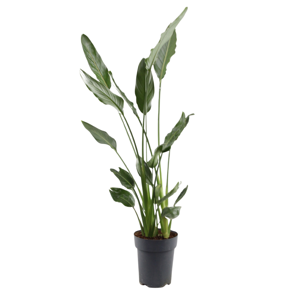 Strelitzia Reginae, D 22