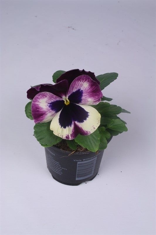 Viola x wittrockiana Alpha F1 Red Wing, D 9 cm