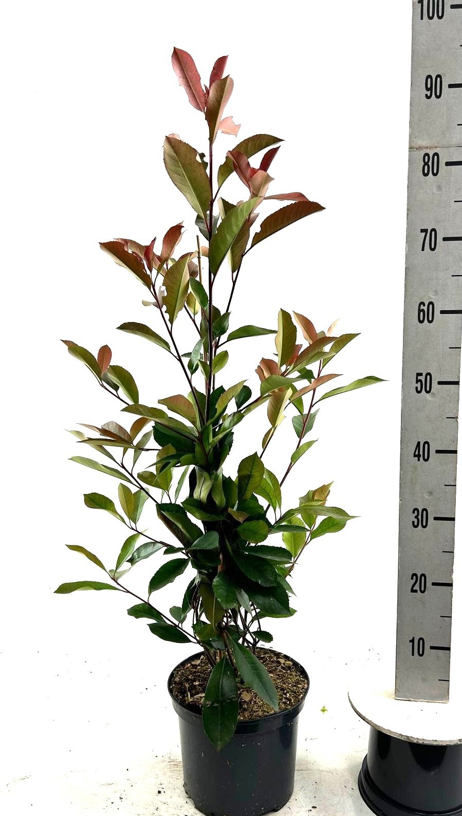 Photinia fra. 'Red Robin', D 23