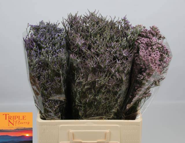 Лимониум Овериг 50, шт.