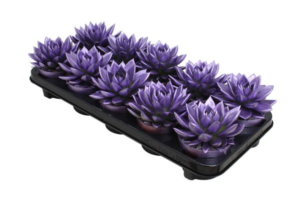 Miranda coloured metallic purple, D 10,5