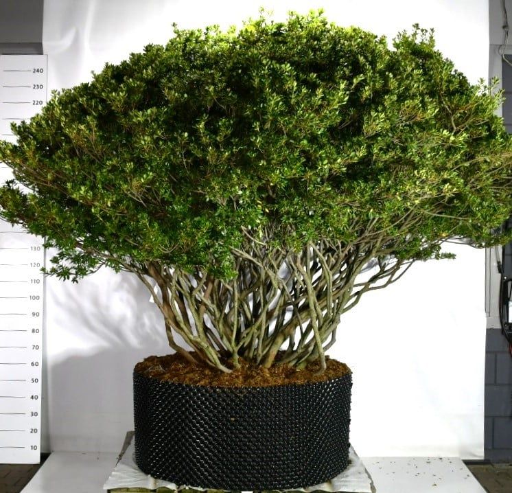 Rhododendron (AJ) 'Aladdin Scout', D 96 cm