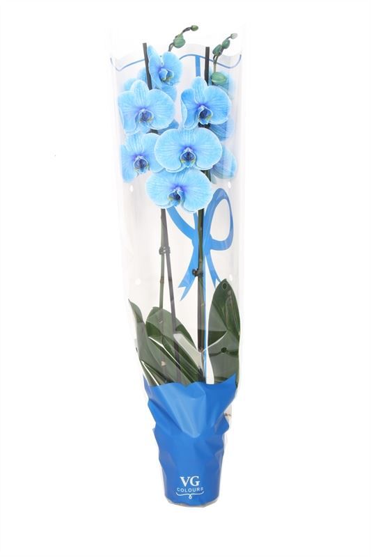 Phal I am Blue 2T14+ in blauwe sierhoes, D 12