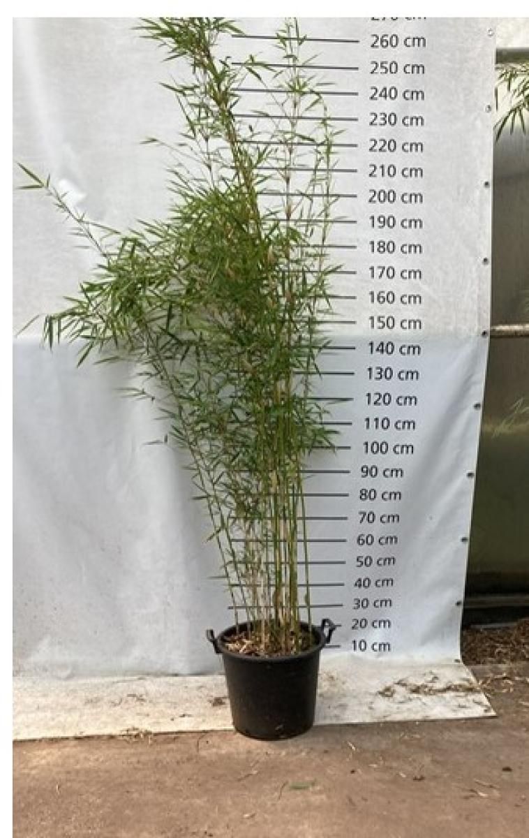 Fargesia robusta 'Campbell', D 45