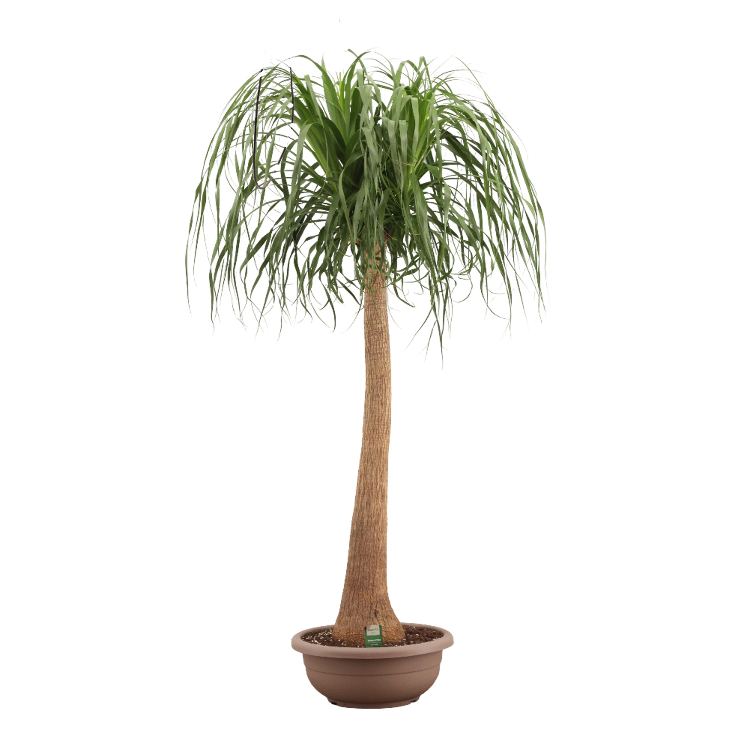 Beaucarnea recht compact 45 cm, D 45