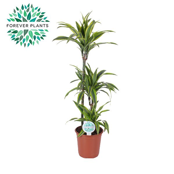 Dracaena Lemon Lime p24, 75+30+10, D 24 cm Dracaena Lemon Lime p24, 75+30+10, D 24 cm