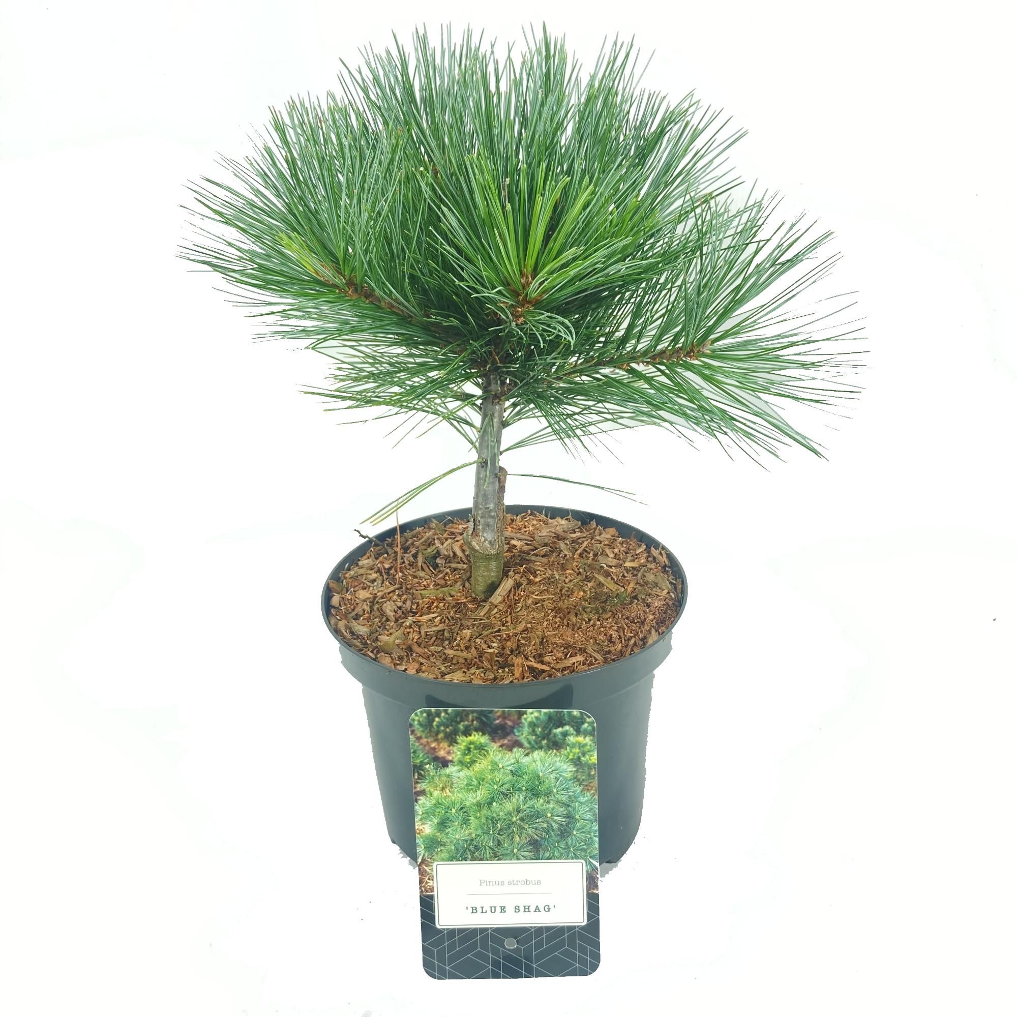 Pinus strobus 'Blue Shag', D 18
