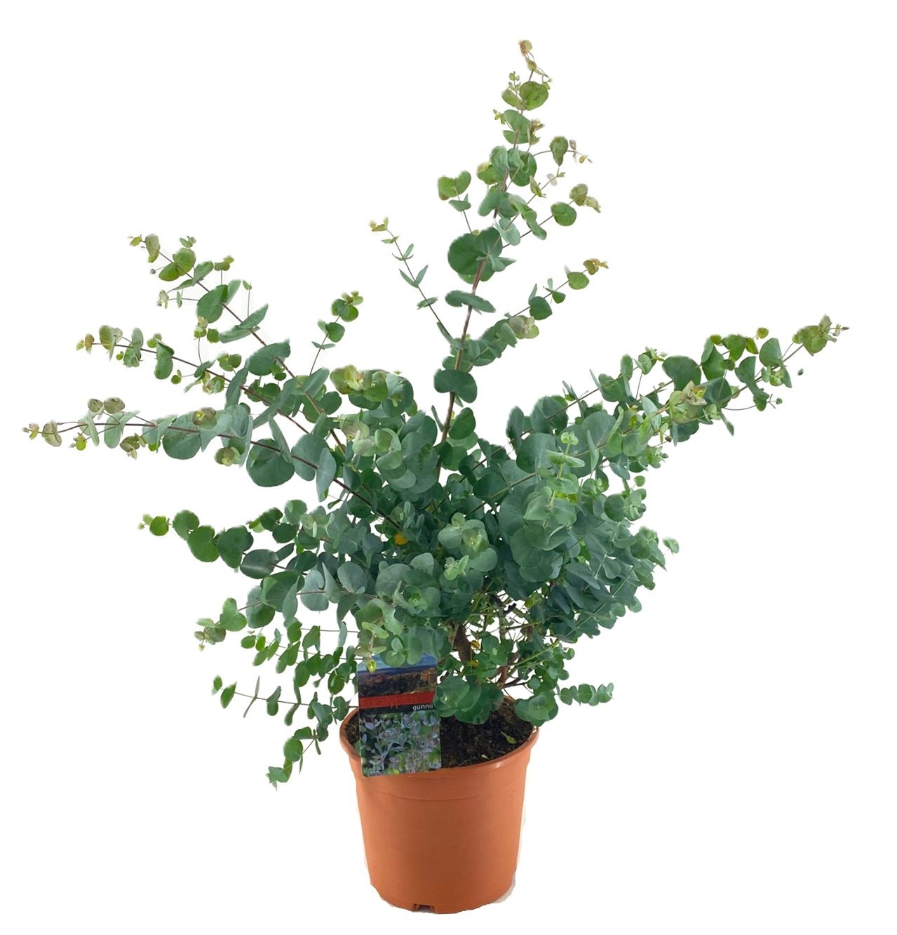 Eucalyptus cinerea, D 24