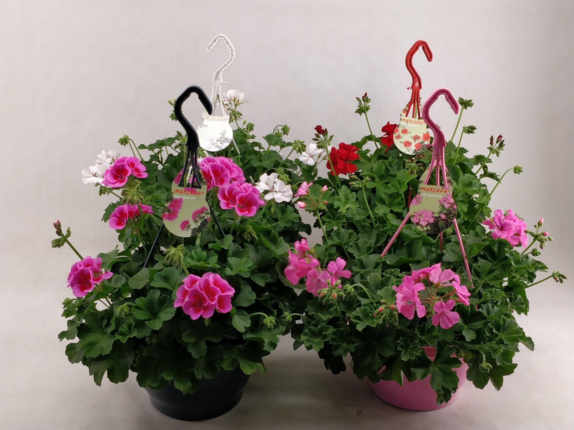 pelargonium Marcada mixkar, D 23