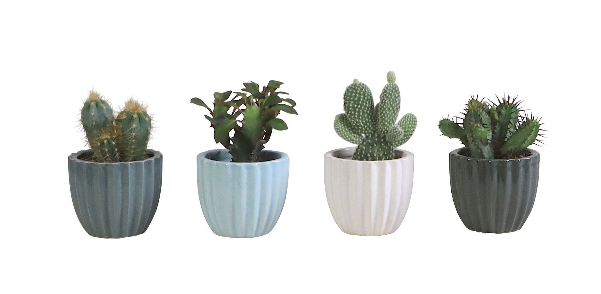 L 503 with Cactus Mix, D 6