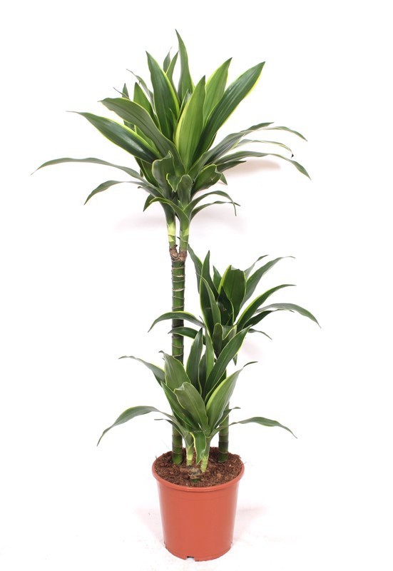 Dracaena Arturo 60-30-15, D 21 cm