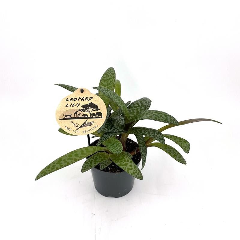 LEDEBOURIA SOCIALIS 'Scilla', D 12 cm