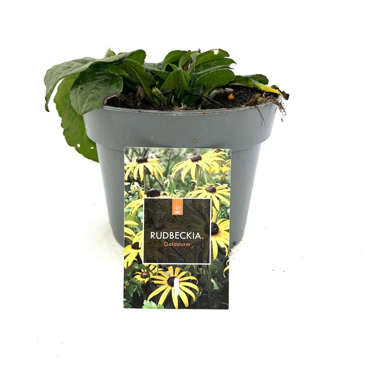 Rudbeckia f. 'Goldsturm', D 17