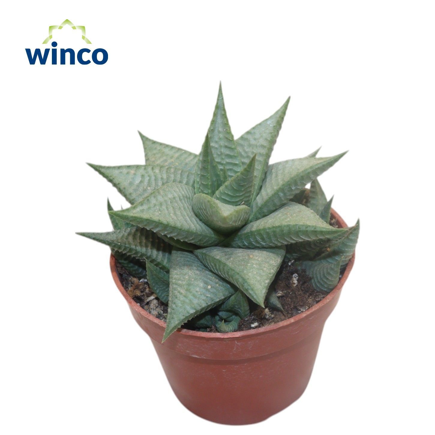 Haworthia Limifolia Roux, D 8,5 cm