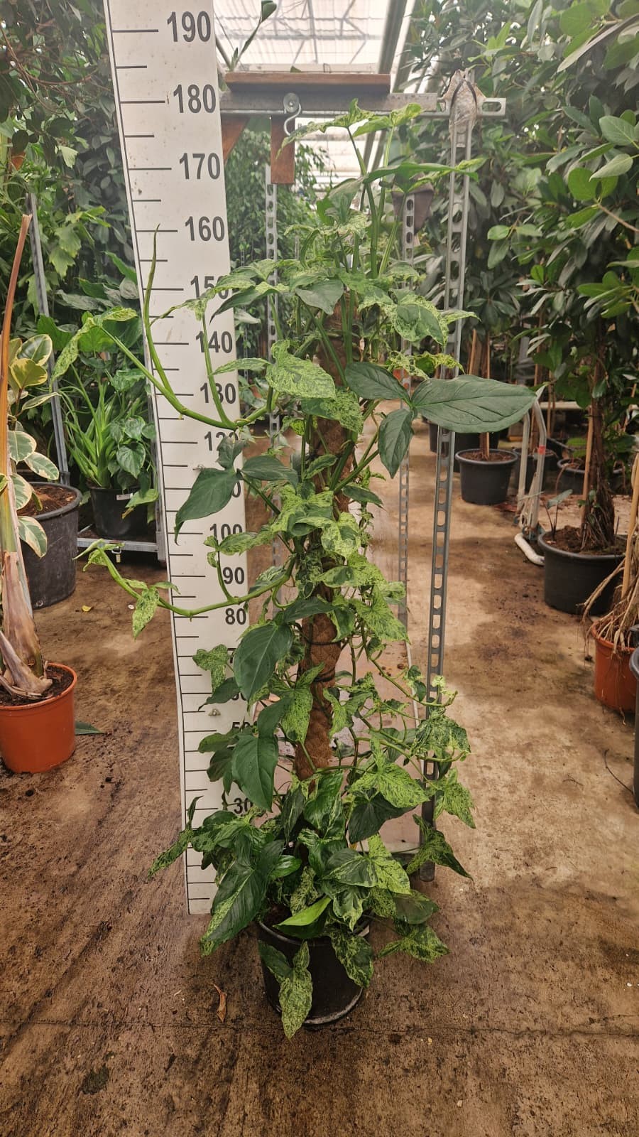 Syngonium Mottled Mojito mosstok XL, D 30