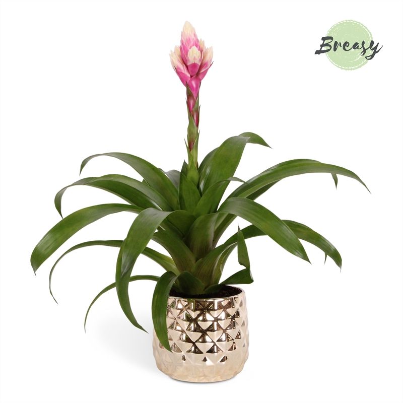 Guzmania Rockyflower Candy - 13cm in Royal Crown | Mimesis, D 13