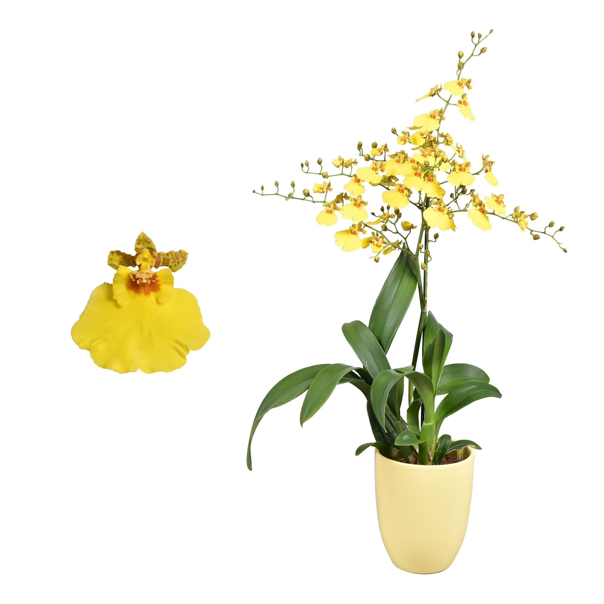 Oncidium 'Münsterland Stern' 1 tak met geel keramiek, D 14 cm