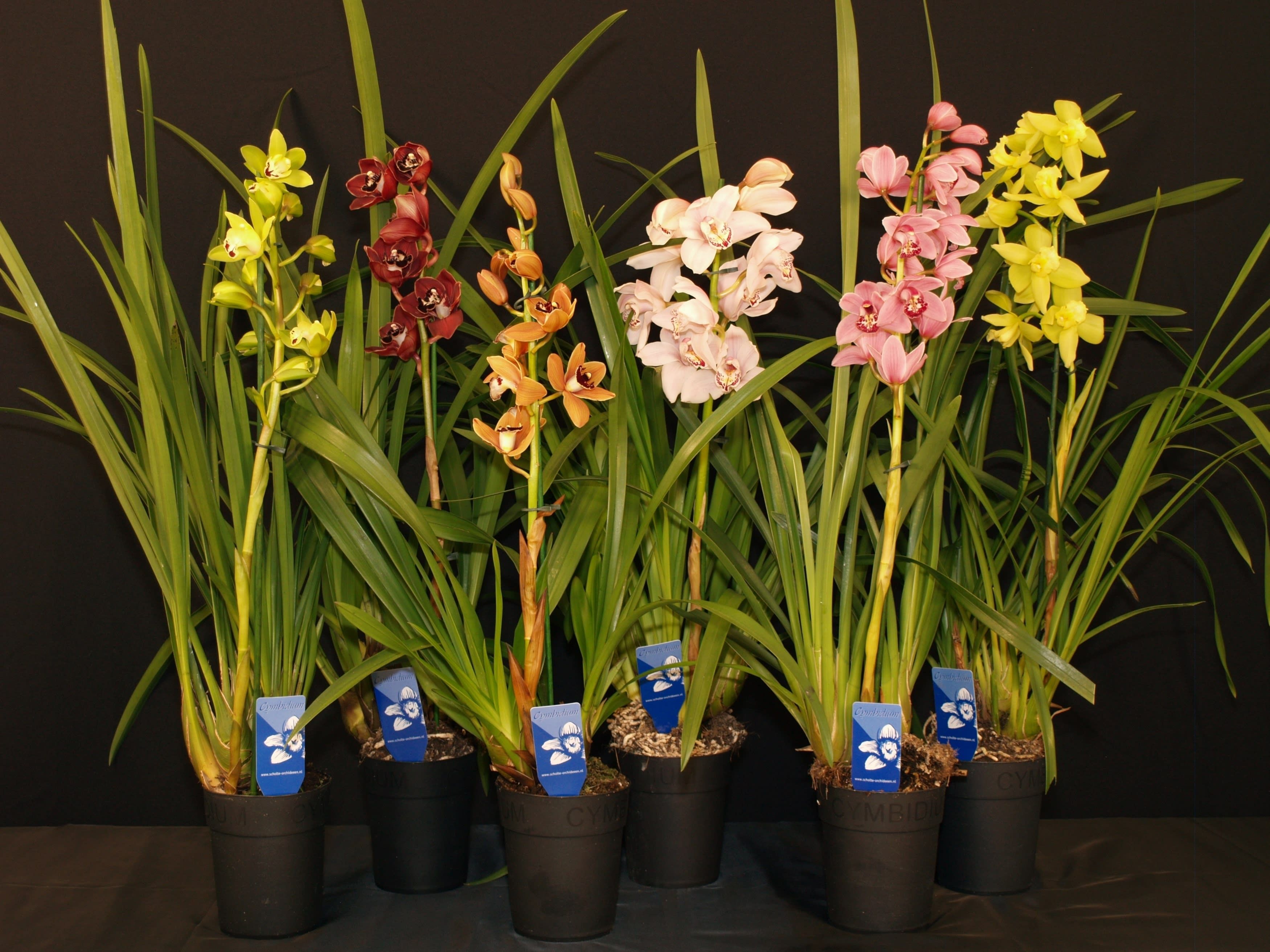 Cymbidium 1 tak gemengd, D 14
