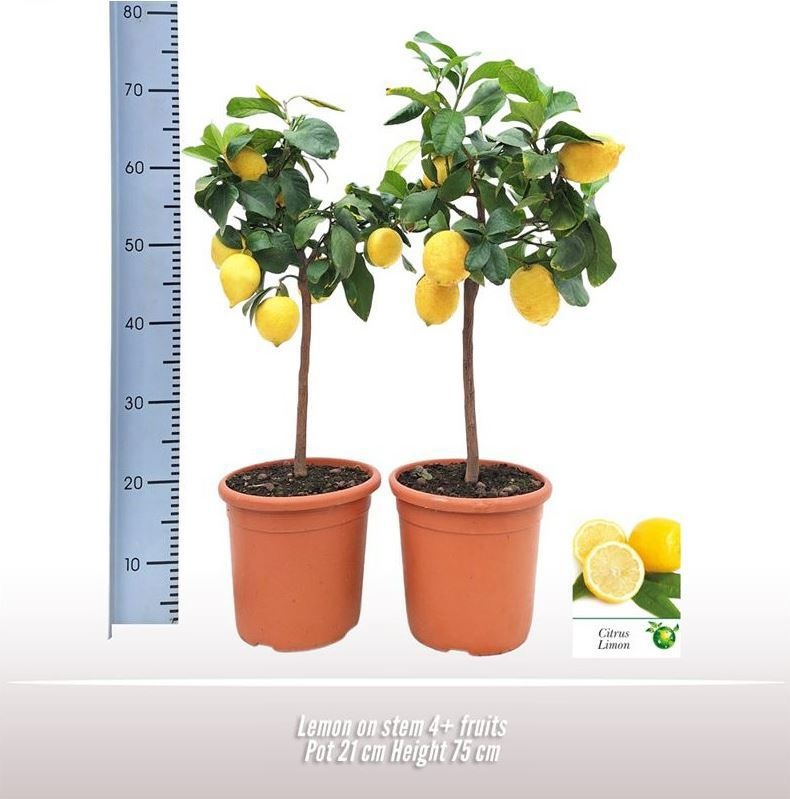 Citroen op stam, D 21