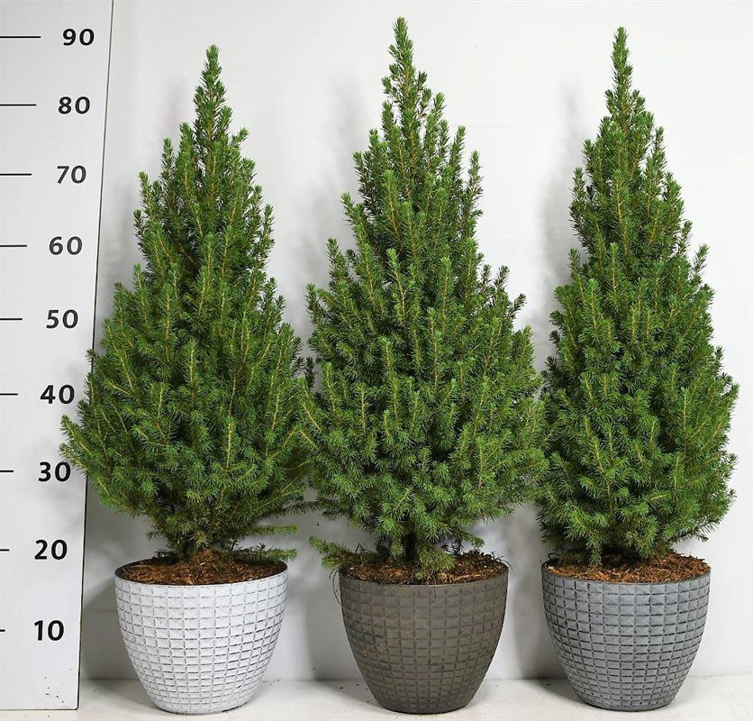Picea gl. 'Perfecta', D 23