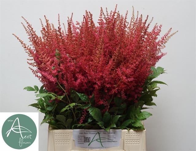 Астильба Пол Гардер 50, шт.