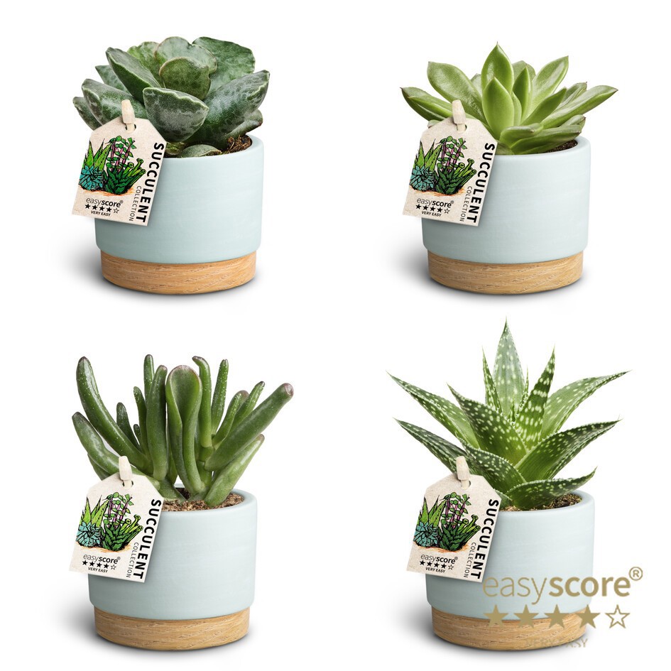 Succulent Mix 30680885 WB B, D 7 cm