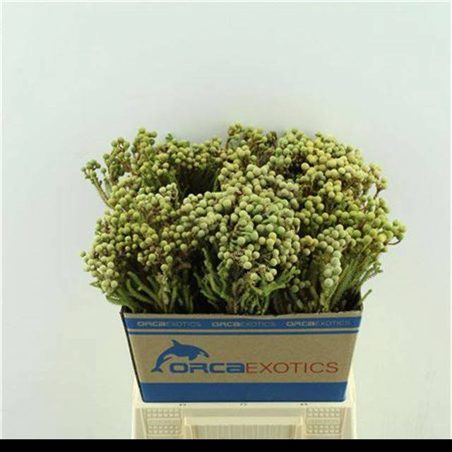 Берзелия Абротаноидес 50, шт.