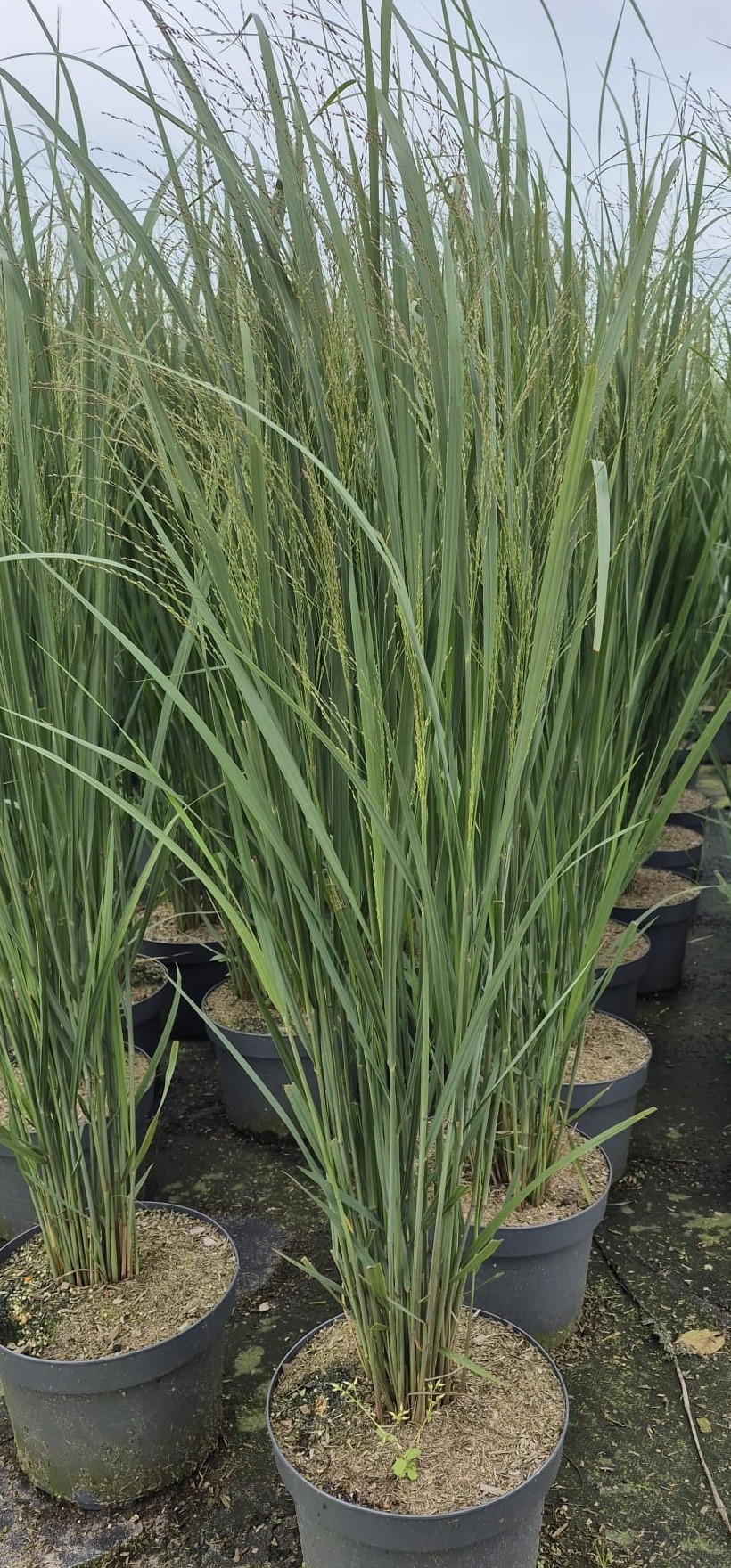 Panicum vir. 'Northwind', D 29