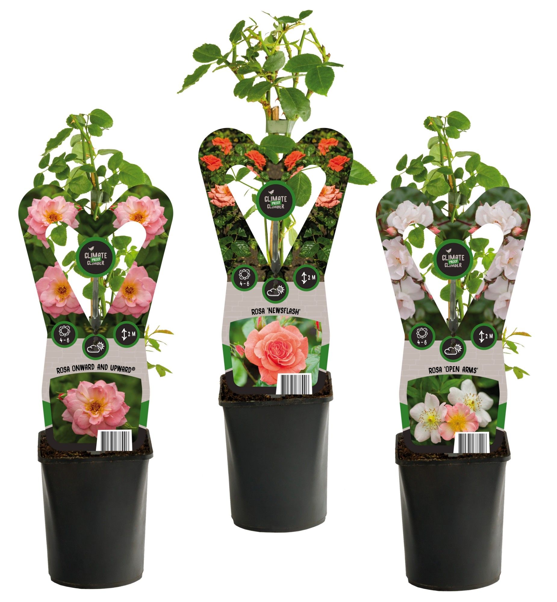 Mixshelf Rosa +3.0 label, D 11