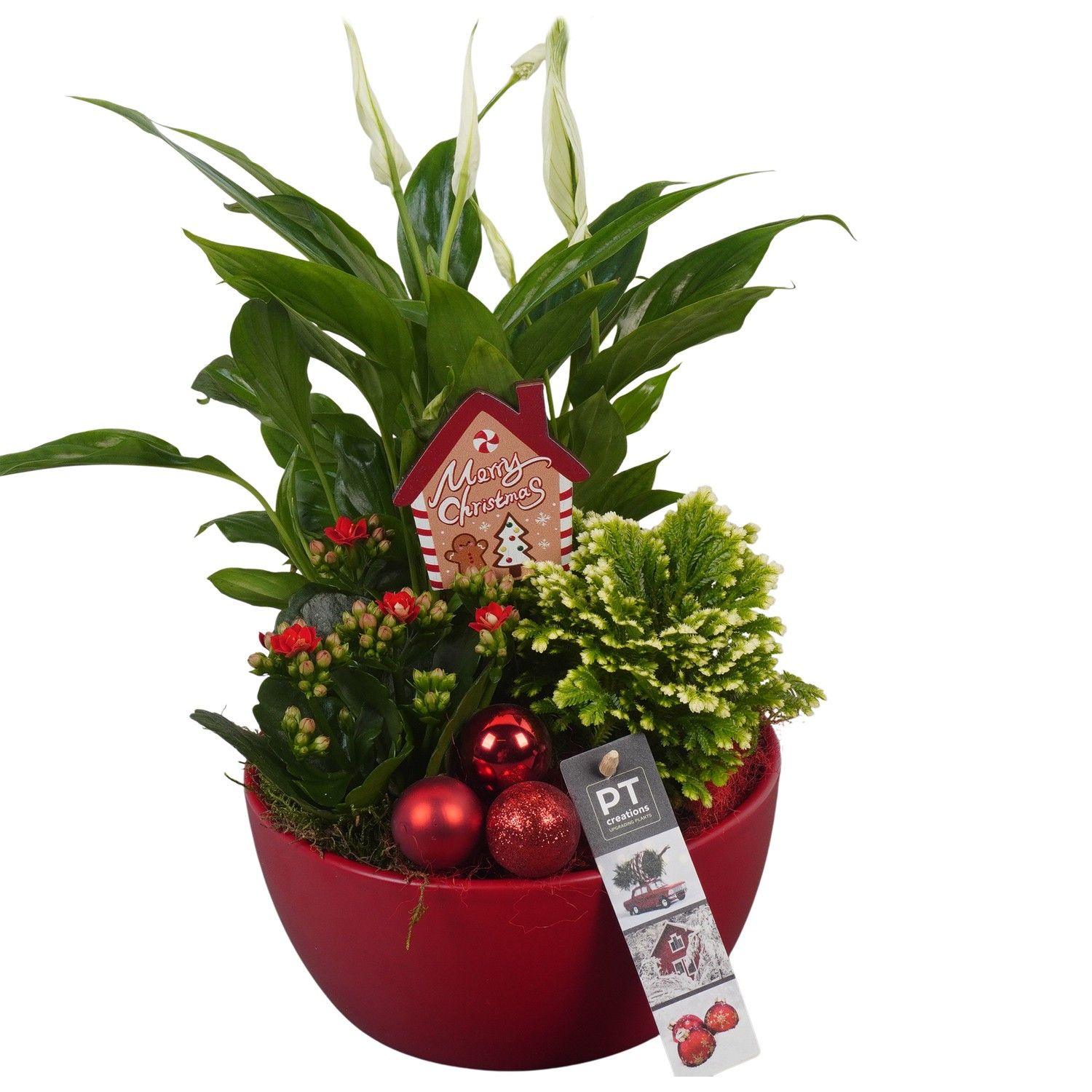PTCHR7234 Arrangement Christmas Red in keramiek schaal, D 18 cm