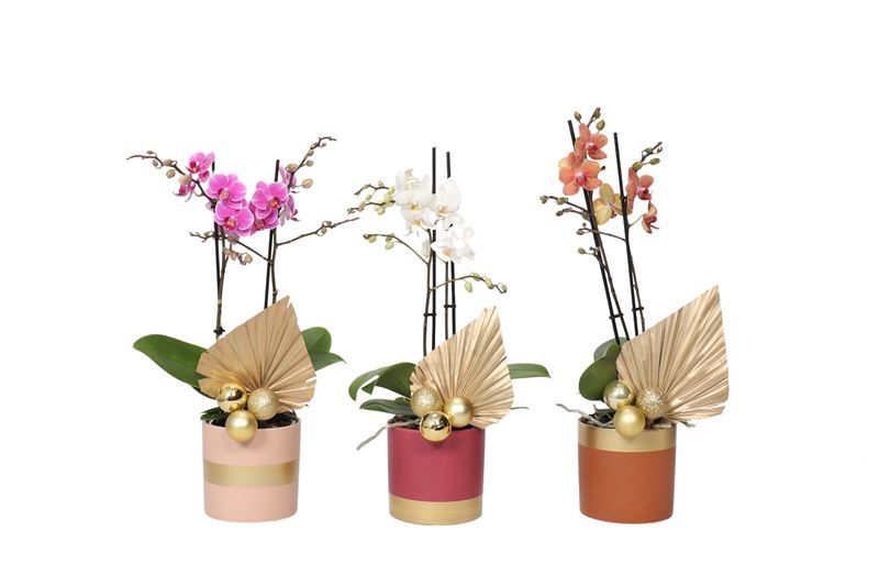 Dolomite p12 Horizon nude mix Phal multiflower mix 2T22+, D 12