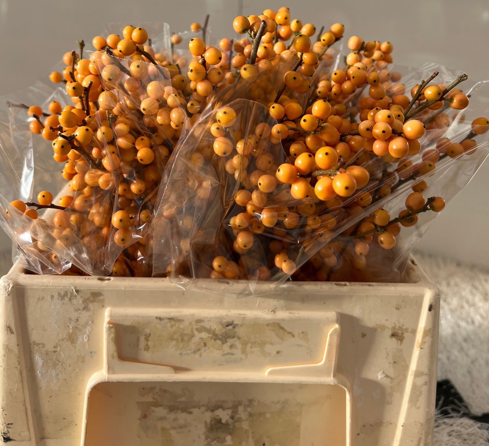 Илекс Голден Вербум 35, шт.