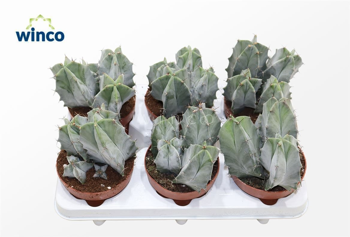 Ritterocereus Pruinosus, D 12 cm