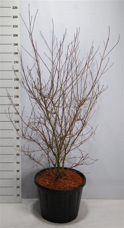 Cornus k. 'China Girl', D 60