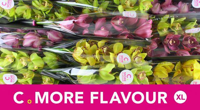 Цимбидиум Микс x12 50, шт.