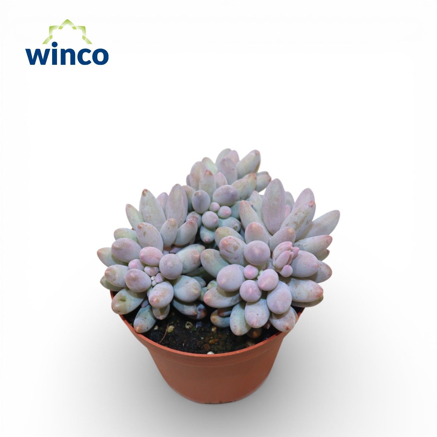 Pachyphytum Machucae, D 8,5