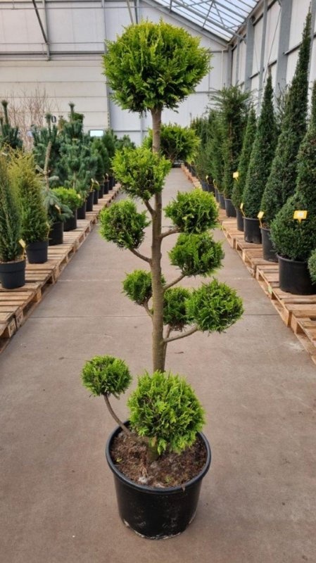 Chamaecyparis l. 'Ivonne', pompon, D 40