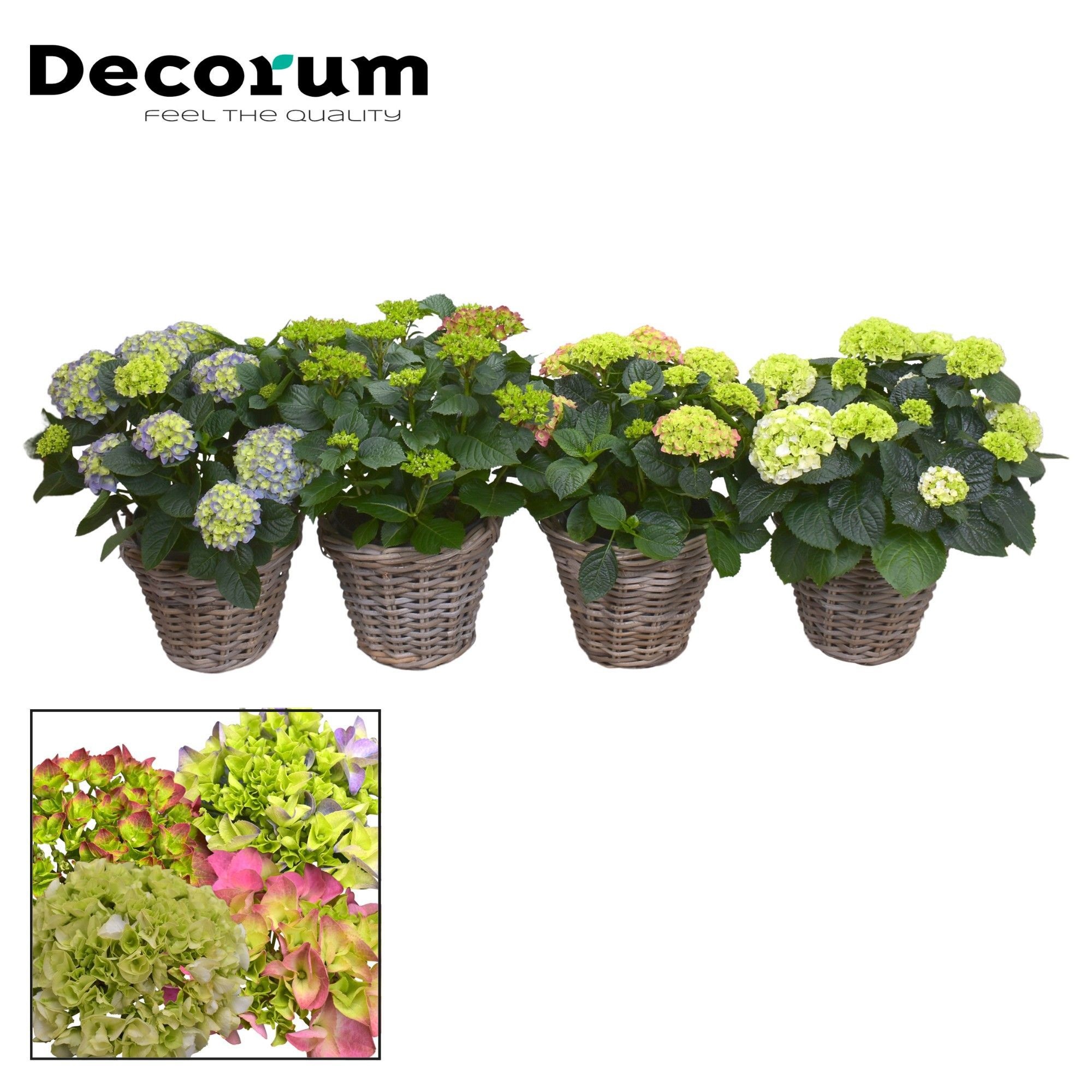 Hydrangea Bol 10 - 15 kop in Rattan mand (Decorum), D 23
