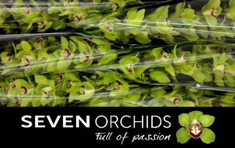 Цимбидиум Мачтелд x6 80, шт.