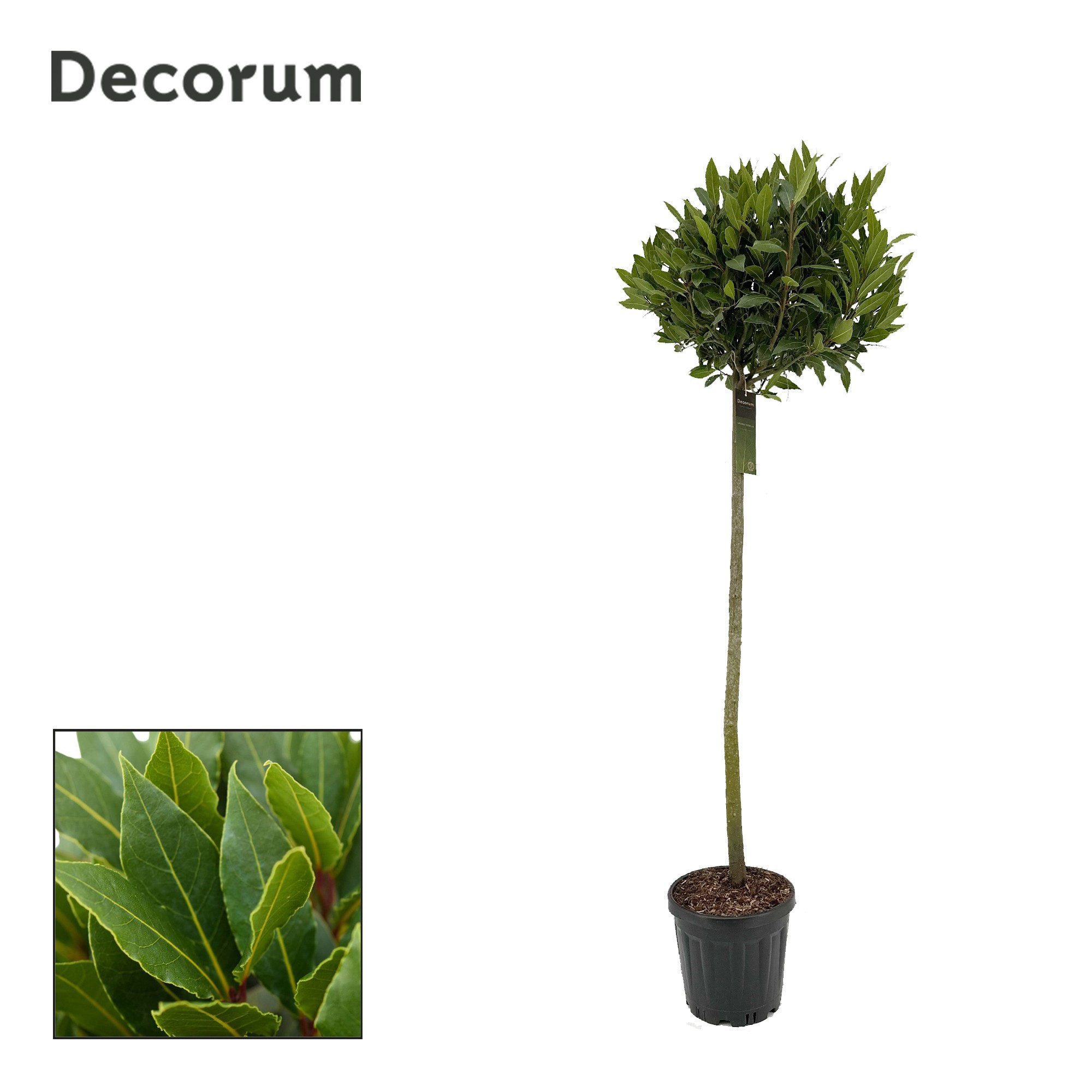 Laurus nobilis Bol op stam, D 25 cm