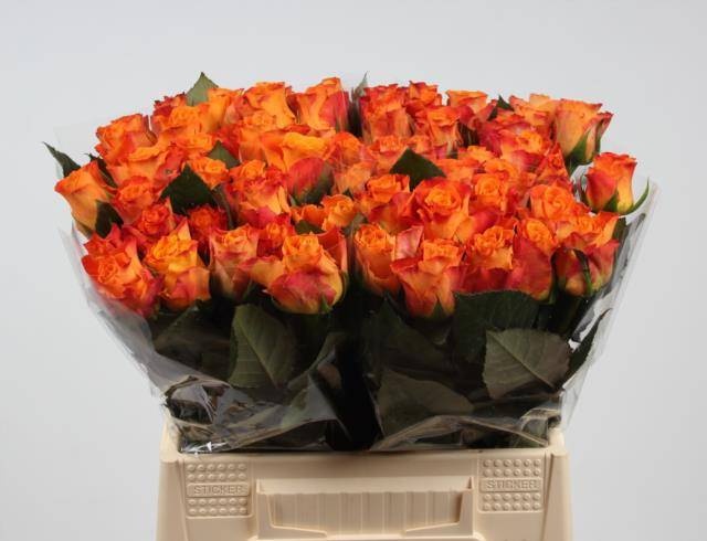 Роза од. Марио! 40, шт.