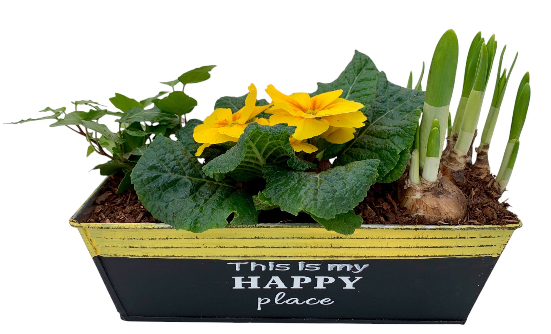 Primula Happy Zink rechthoek Prim + Tete + Hedera 648, D 20 cm