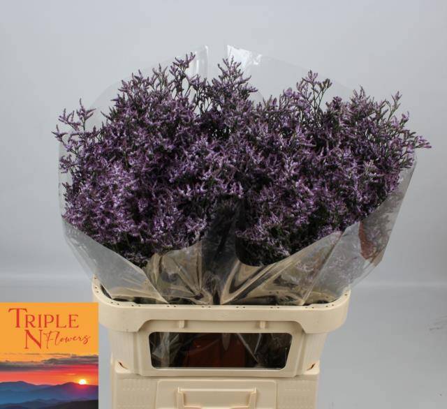 Лимониум Сафора Лилак 80, шт.