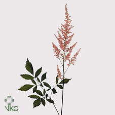 Астильба Эрика 50, шт.